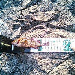 小杭・方杭漁港 地磯の穴釣りでガシラゲット