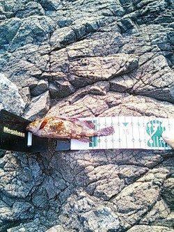 小杭・方杭漁港 地磯の穴釣りでガシラゲット