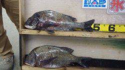 天神崎 フカセでチヌ2枚