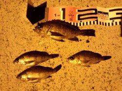 谷川漁港周辺でメバリング、息子さんとの釣果☆