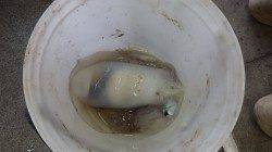 初のウキ釣りチャレンジでキロアップ2杯♪