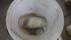 初のウキ釣りチャレンジでキロアップ2杯♪