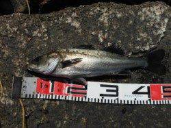 【エビ撒きのハネも好調♪】南芦屋浜