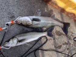 全域でハネ絶好調♪泉大津RT　５日　夕方