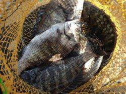 【皆様チヌ追加で釣れてます】南芦屋浜