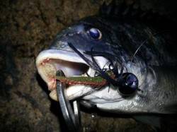 淀川完全攻略！！キビレ編