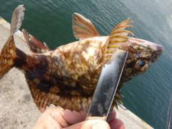 兵突ガシラＲＴ、ハネ好期突入！