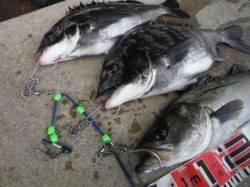 【エビ撒きでチヌ！ハネ！】南芦屋浜