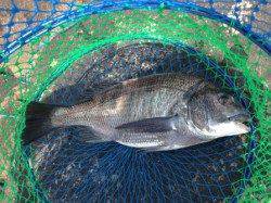 【満潮からの下げでチヌ釣れる】南芦屋浜