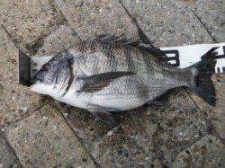 【ハネ＆チヌ釣れてます♪】南芦屋浜