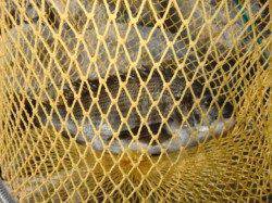 【西側石畳はチヌだ!!】南芦屋浜リアルタイム