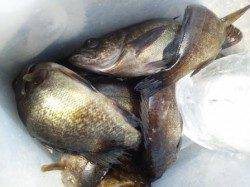 泉佐野食コン　渋い中お一人で爆釣