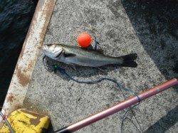 四季の釣りポイントは好調です♪泉大津RT