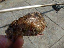 北公園RT、ハネとガシラ