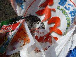 兵突RT、フカセでチヌ出ました。