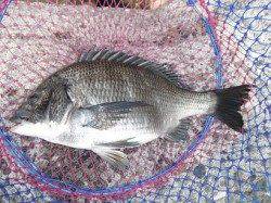 【良型チヌです♪】丸島防波堤RT