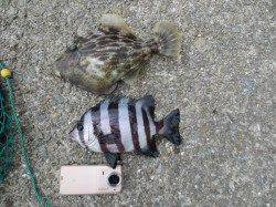 水温低下か？【２０日】田ノ浦ＲＴ