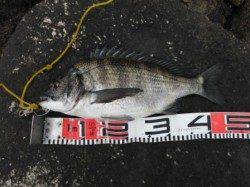 【エビ撒きでハネ！フカセでチヌ！】南芦屋浜