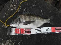 【エビ撒きでハネ！フカセでチヌ！】南芦屋浜…