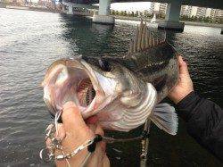 でた！スズキ７１ｃｍ！南芦屋浜エビ撒き釣果