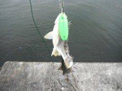 【エビ撒きでハネ好調！】西宮ケーソンＲＴ