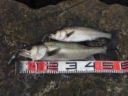 【エビ撒き＆投げ釣りで良型ハネ！】南芦屋浜