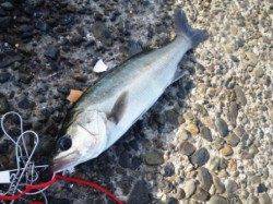 ハネいい感じです♪　泉大津RT4日あさ