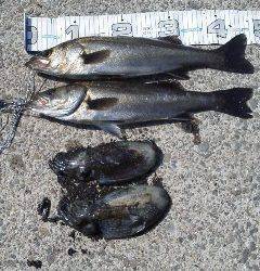 コウイカきたぁぁぁ!in 南芦屋浜ベランダ