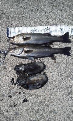 コウイカきたぁぁぁ!in 南芦屋浜ベランダ