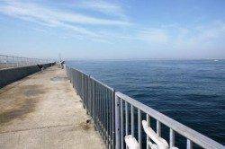 大阪湾にイワシ１匹ｷﾀ━