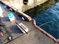 倉庫前でのズボ釣り♪泉大津RT。夕方