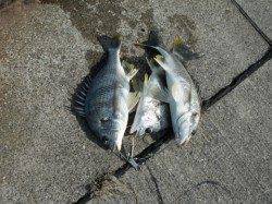 初日から好スタート！泉大津RT(27日・朝)