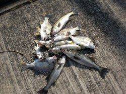 甲子園浜でハネ・キビレ爆釣！