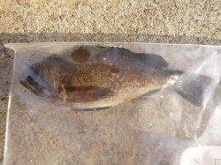 朝の空港の空メバルとガシラ！