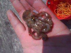 【タコ釣れたよ♪】武庫川一文字より