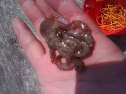 【タコ釣れたよ♪】武庫川一文字より