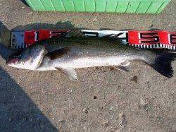 フカセで良型チヌ♪泉大津RT！夕方