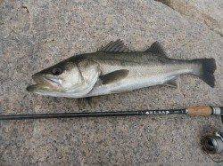 マイクロパターンでデイシーバス♪