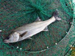 なんとか１本！泉大津RT　３日　朝