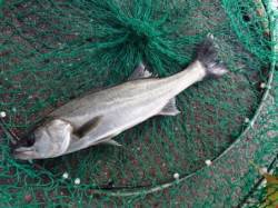 なんとか１本！泉大津RT　３日　朝