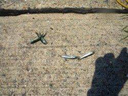 こんな晴れた日には;♪　泉大津RT　5日ひる