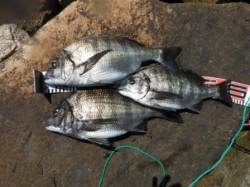 【チヌ！！絶好調♪】南芦屋浜