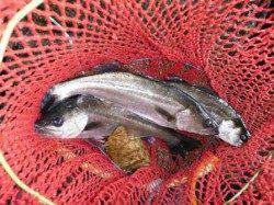 【エビ撒きのハネも好調♪】南芦屋浜