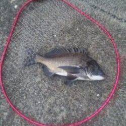 【やっぱチヌですね♪】夕方のむこがわＲＴ