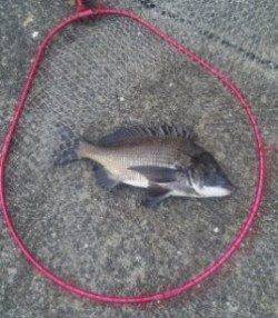 【やっぱチヌですね♪】夕方のむこがわＲＴ