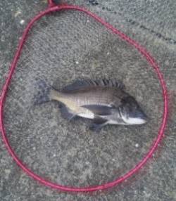 【やっぱチヌですね♪】夕方のむこがわＲＴ