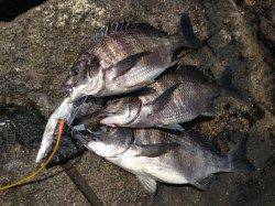 【皆様チヌ追加で釣れてます】南芦屋浜