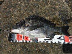 【チヌもいい感じ♪】南芦屋浜