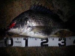 淀川完全攻略！！キビレ編