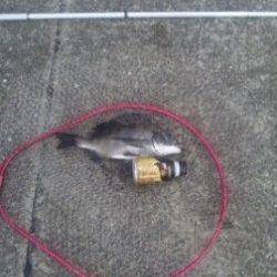 【チヌのっこんでます】丸島防波堤